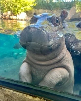 We’re thankful for all animals - especially baby hippos! 🥹😍 #happythanksgivng #thanksgiving #hippos #thankful #animals