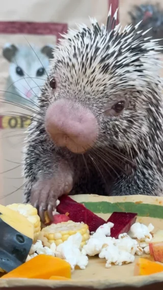 Happy Thanksgiving from Rico the porcupine! #happythanksgivng #thanksgiving #cuteanimals